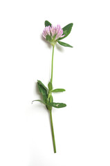 closeup of purple clover on white background