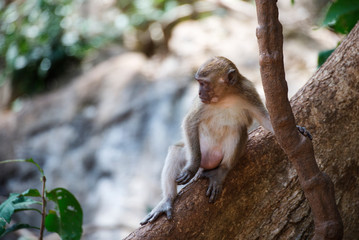 Macaque, Phuket, Thailand