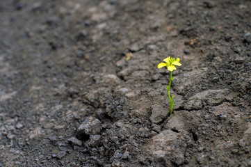 small plant with a yellow flower, grows in a dried earth, the concept of confrontation