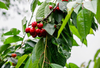 bunch of red ripe sweet cherries on a tree