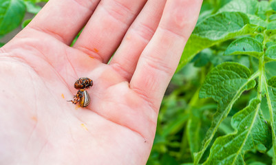 Colorado potato beetle on hand, pests that damage the crop