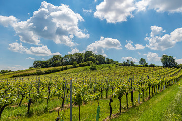 Fototapeta na wymiar green vineyard landscape 