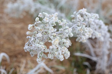 Naklejka premium Flowers with frost in winter