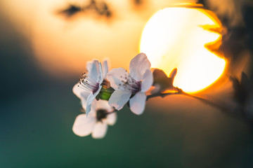 Blossoms of cherry plum at sunset