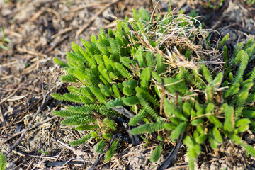 Young green plants in the garden