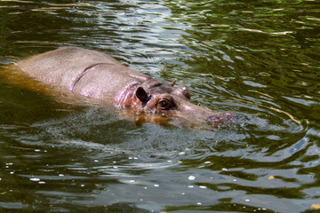 Fototapeta premium hipopotam