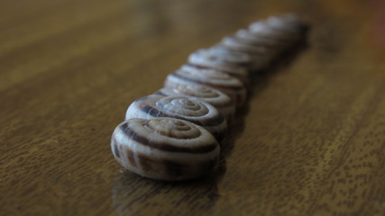 Shells