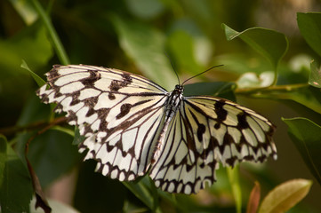 Fototapeta na wymiar Rice Paper Butterfly (Idea leuconoe) or The Paper Kite Butterfly in Okinawa, Japan.