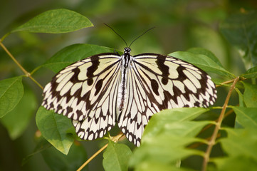 Rice Paper Butterfly (Idea leuconoe) or The Paper Kite Butterfly in Okinawa, Japan.