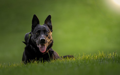 Beautiful portrait of the Belgian Shepherd dog in a natural park