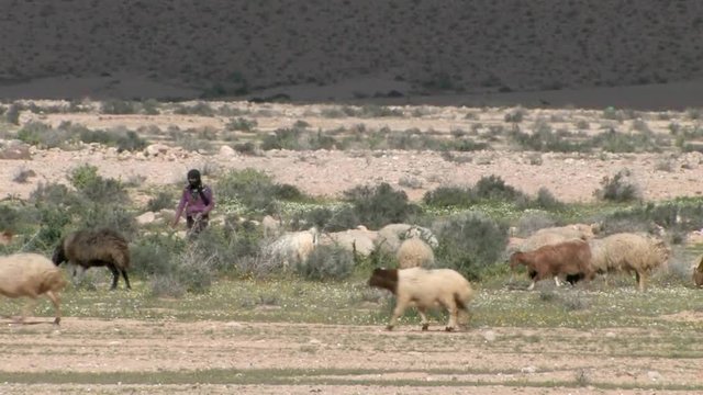 al, arab, goats, milk, tribe, east, middle, man, united, emirates, khaimah, ras, nature, natural, shepard, bedouin, food, old, up, organic, golden, eat, farm, town, farming, arabic, tribal, sandy, far