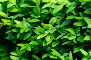 Fototapeta na wymiar Close-up of bright shiny young green foliage of boxwood Buxus sempervirens with raindrops as the perfect backdrop for any natural theme. Boxwood wall in natural conditions. Selective focus