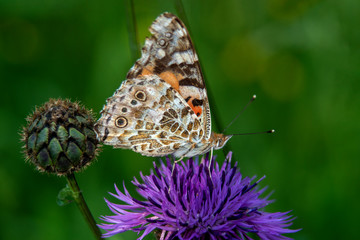 motyl