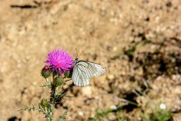 Mariposa posada en cardo