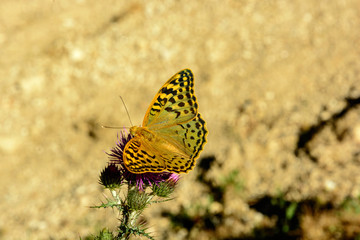 Mariposa posada en cardo