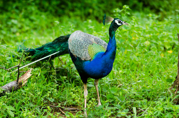 Obraz premium peacock 