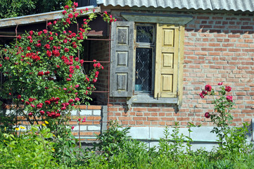 Fototapeta na wymiar Windows and country cottage wall surrounded by bushes of red roses ..