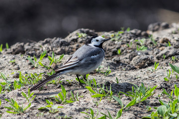 Naklejka premium A lovely little wagtail sits on the ground among a young grassland.