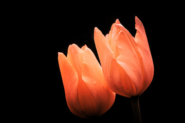Two tulips creating a reflection effect. Couple concept. Text space.
