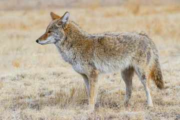 Naklejka na ściany i meble Wildlife of Colorado - Wild Coyote at Rocky Mountain Arsenal National Wildlife Refuge