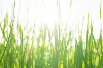 Fototapeta na wymiar green grass in the sun