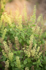 Plant of basil grows in a garden,Close-up
