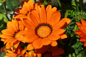 fleur orange dans le sud de la france