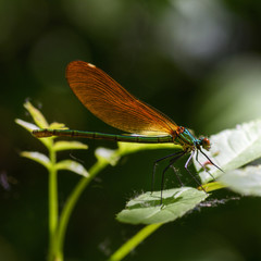 Anax junius the green dragonfly or June dragonfly
