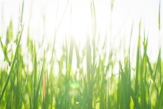 green grass in the sun