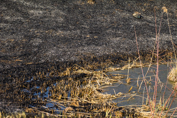 Bank of the river after the fire