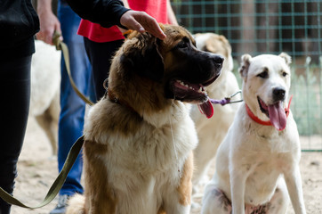 Moscow watchdog and Central Asian shepherd in the classroom with a dog handler. Waiting for their...