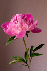 Beautiful background with pink peony flower