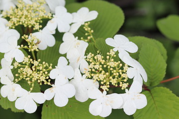 いもり池の周りに咲くヤブデマリの花