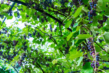 reife Weintrauben hängen an einer Rebe	