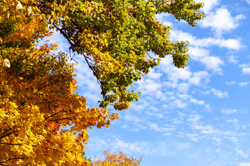 Yellow and red leaves of a maple against the background of the autumn sky.
