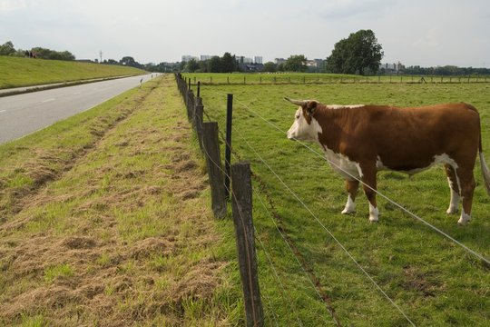 calf summer cheese