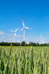 ein gro&szlig;es Feld mit gr&uuml;nem Weizen und Windr&auml;dern