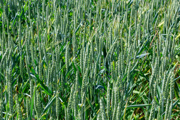 Nahaufnahme von grünem Weizen im Sommer