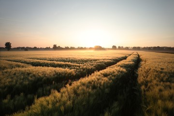 Obraz premium Wschód słońca nad polem pszenicy