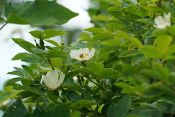 Obraz premium real wild roses and insects