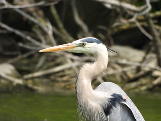 Great blue heron