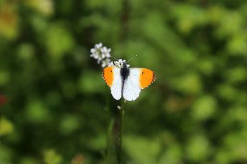 Un papillon orange et blanc butine une fleur
