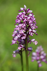 Une orchidée sauvage dans la prairie