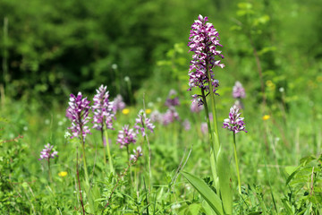 Les orchidées sauvages dans la prairie
