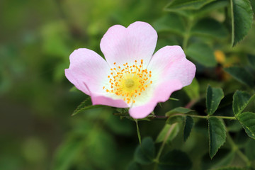 Fototapeta premium Gros plan sur la fleur