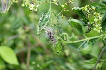 Des chenilles avant transformation dans leurs toile 