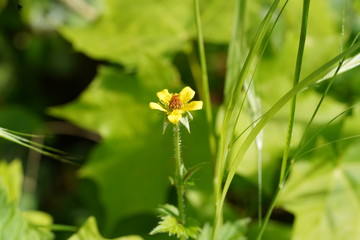 real wild micro flowers and small insects