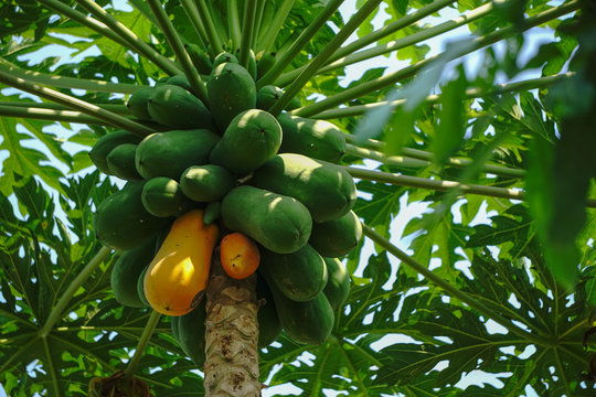Yellow and green papaya on the tree with fruit, It's tropical fruit plant.