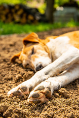 pure foxterrier breed napping in garden