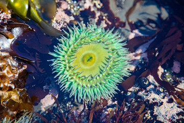 Gian green anemone